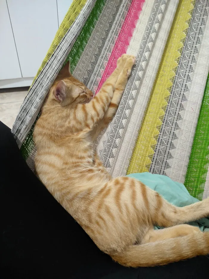Gato ra a SRD-ViraLata idade 2 a 6 meses nome Robert 