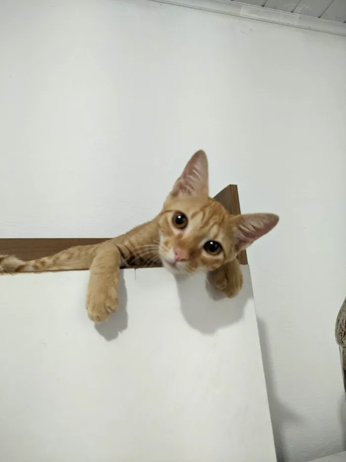 Gato ra a SRD-ViraLata idade 2 a 6 meses nome Robert 