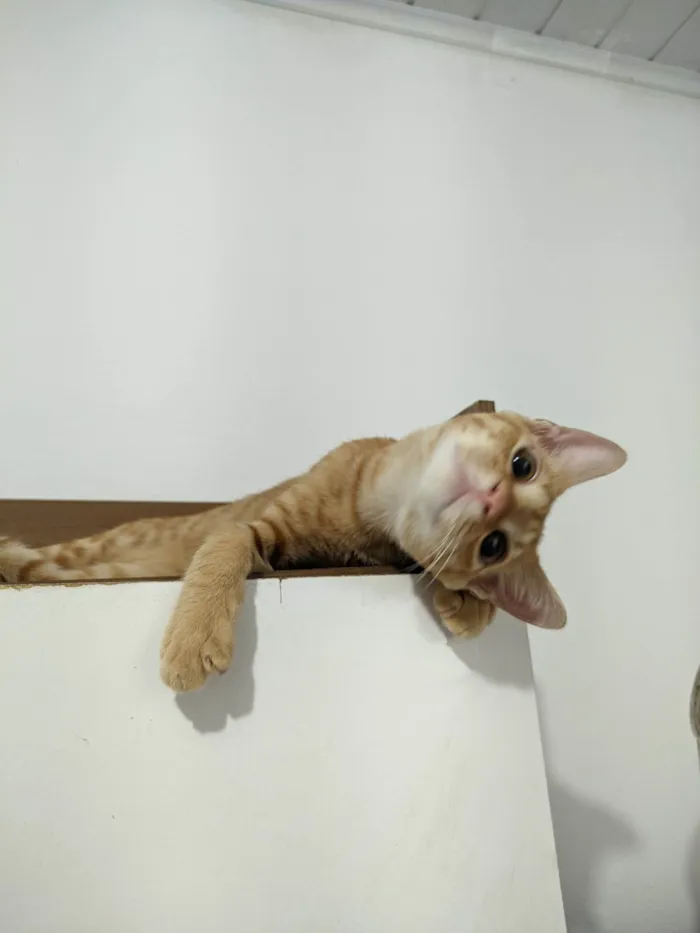 Gato ra a SRD-ViraLata idade 2 a 6 meses nome Robert 