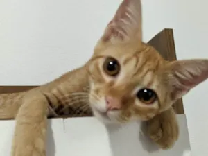 Gato raça SRD-ViraLata idade 2 a 6 meses nome Robert 