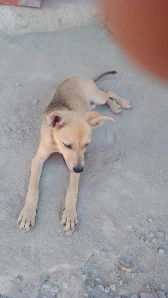 Cachorro ra a SRD-ViraLata idade Abaixo de 2 meses nome Falar com Paulo - Whats 11 97421-8956