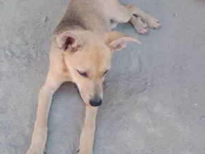 Cachorro raça SRD-ViraLata idade Abaixo de 2 meses nome Falar com Paulo - Whats 11 97421-8956