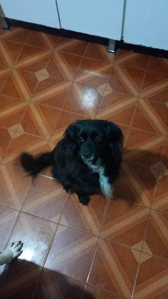 Cachorro ra a Pit-Bull idade 2 a 6 meses nome Falar com Nice - Whats 11 95901-5431