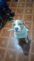 Falar com Nice - Whats 11 95901-5431