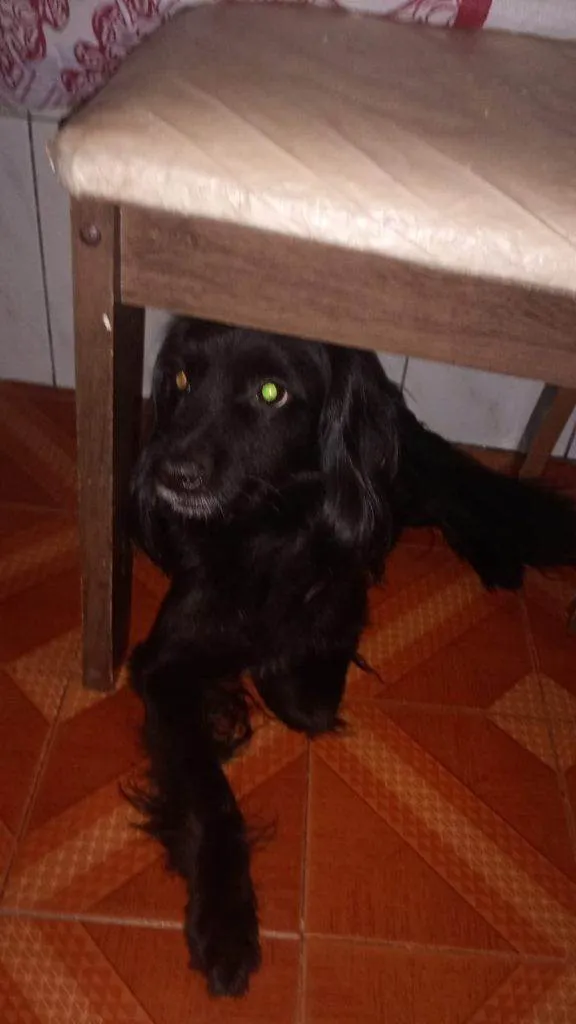 Cachorro ra a Pit-Bull idade 2 a 6 meses nome Falar com Nice - Whats 11 95901-5431