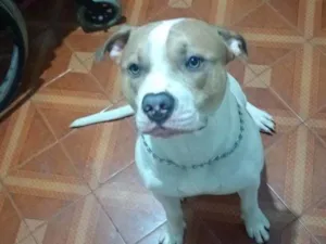 Cachorro raça Pit-Bull idade 2 a 6 meses nome Falar com Nice - Whats 11 95901-5431