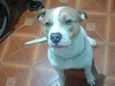 Falar com Nice - Whats 11 95901-5431
