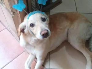 Cachorro raça SRD-ViraLata idade 2 a 6 meses nome Falar com Lucas - Whats 13 98846-5355