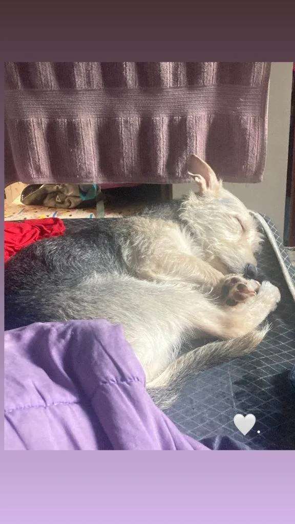 Cachorro ra a SRD-ViraLata idade Abaixo de 2 meses nome Falar com Ana - Whats 11 95448-2883