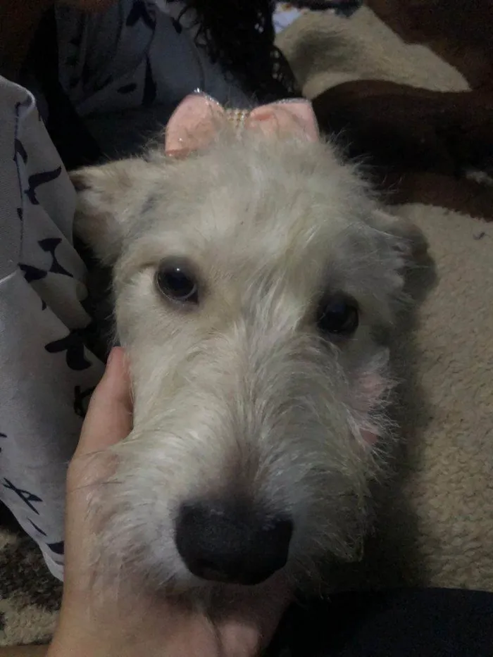 Cachorro ra a SRD-ViraLata idade Abaixo de 2 meses nome Falar com Ana - Whats 11 95448-2883