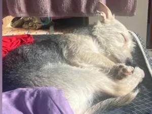 Cachorro raça SRD-ViraLata idade Abaixo de 2 meses nome Falar com Ana - Whats 11 95448-2883