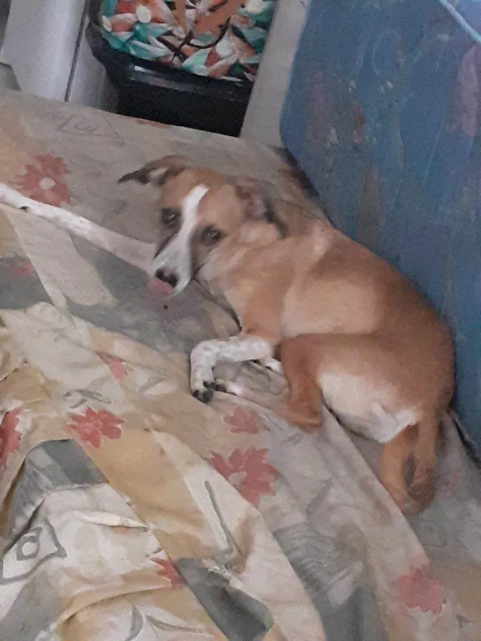 Cachorro ra a SRD-ViraLata idade 2 a 6 meses nome Falar com Camila - Whats 11 92004-8896