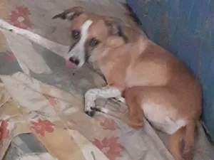 Cachorro raça SRD-ViraLata idade 2 a 6 meses nome Falar com Camila - Whats 11 92004-8896