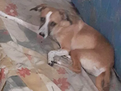 Cachorro raça SRD-ViraLata idade 2 a 6 meses nome Falar com Camila - Whats 11 92004-8896
