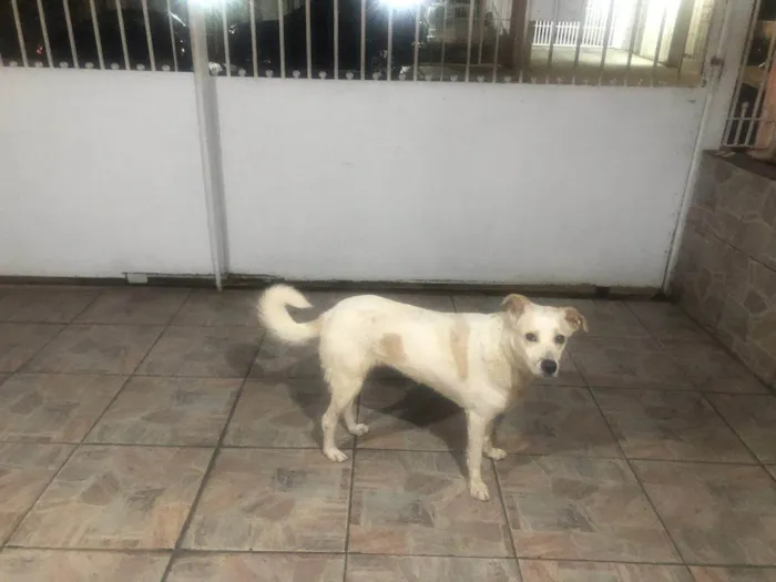 Cachorro ra a SRD-ViraLata idade 2 a 6 meses nome Falar com Raquel - Whats 11 91047-1910