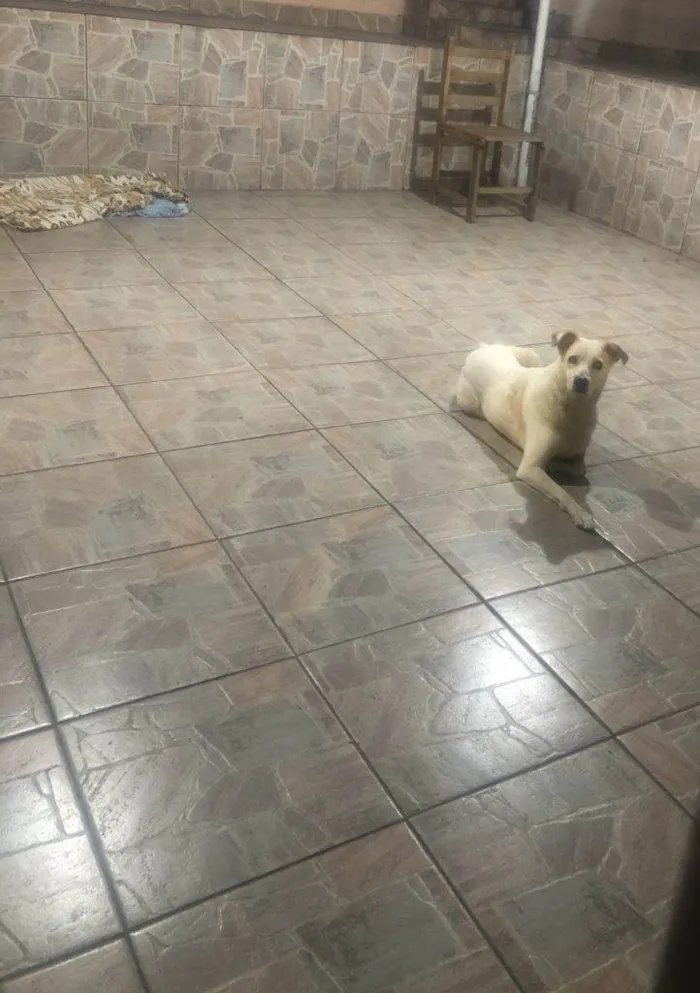 Cachorro ra a SRD-ViraLata idade 2 a 6 meses nome Falar com Raquel - Whats 11 91047-1910