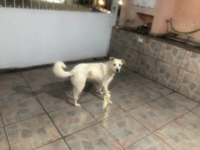 Cachorro ra a SRD-ViraLata idade 2 a 6 meses nome Falar com Raquel - Whats 11 91047-1910