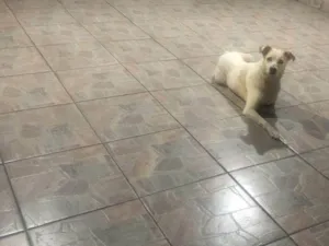 Cachorro raça SRD-ViraLata idade 2 a 6 meses nome Falar com Raquel - Whats 11 91047-1910