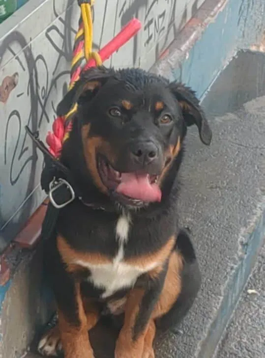 Cachorro ra a SRD-ViraLata idade 2 a 6 meses nome Falar com Rozileide - Whats 11 95393-9012