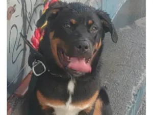 Cachorro raça SRD-ViraLata idade 2 a 6 meses nome Falar com Rozileide - Whats 11 95393-9012