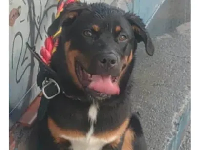 Cachorro raça SRD-ViraLata idade 2 a 6 meses nome Falar com Rozileide - Whats 11 95393-9012