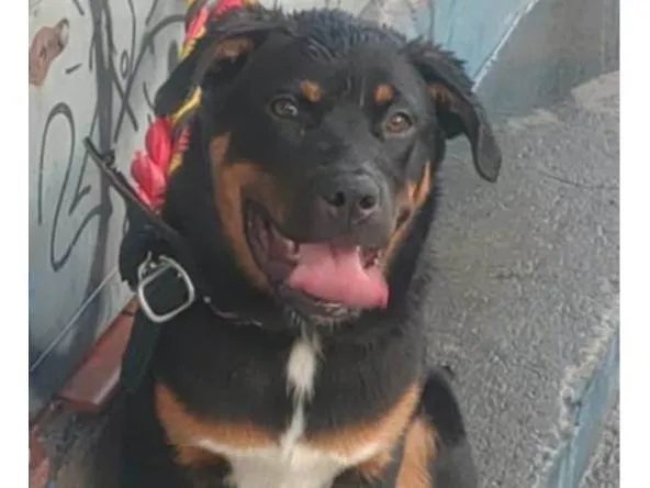Cachorro ra a SRD-ViraLata idade 2 a 6 meses nome Falar com Rozileide - Whats 11 95393-9012