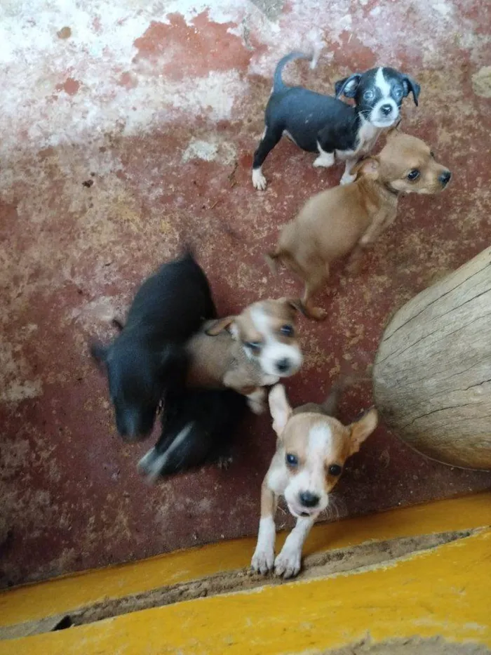 Cachorro ra a SRD-ViraLata idade Abaixo de 2 meses nome Falar com Danielly - Whats 62 9175-5411