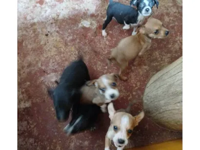 Cachorro raça SRD-ViraLata idade Abaixo de 2 meses nome Falar com Danielly - Whats 62 9175-5411