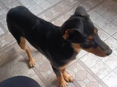 Cachorro raça SRD-ViraLata idade 2 a 6 meses nome Falar com Kevyn - Whats 11 91967-6744
