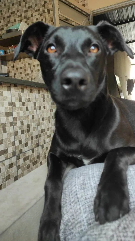 Cachorro ra a SRD-ViraLata idade 2 a 6 meses nome Falar com Laene - Whats 38 9970-6854