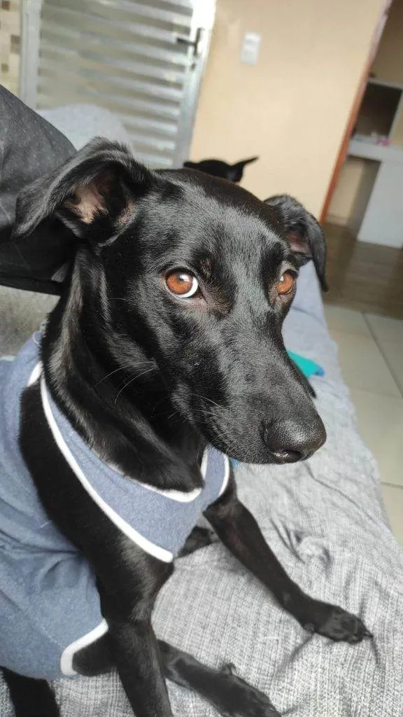 Cachorro ra a SRD-ViraLata idade 2 a 6 meses nome Falar com Laene - Whats 38 9970-6854