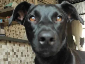 Cachorro raça SRD-ViraLata idade 2 a 6 meses nome Falar com Laene - Whats 38 9970-6854