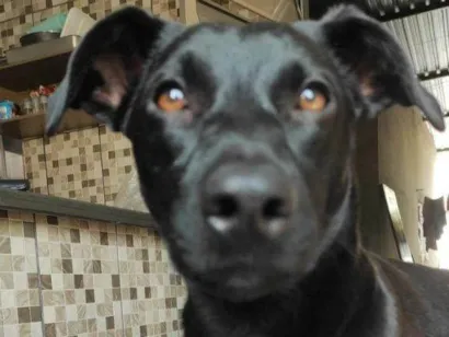 Cachorro raça SRD-ViraLata idade 2 a 6 meses nome Falar com Laene - Whats 38 9970-6854