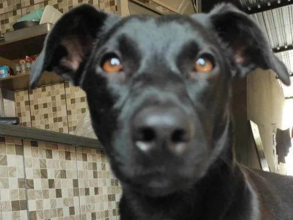 Cachorro ra a SRD-ViraLata idade 2 a 6 meses nome Falar com Laene - Whats 38 9970-6854