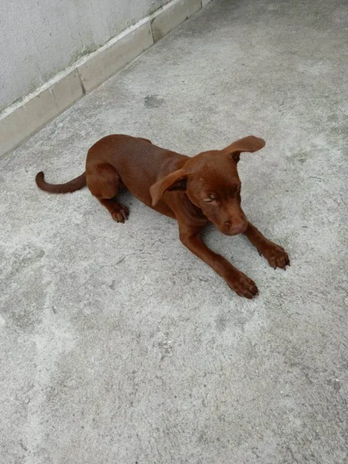 Cachorro ra a SRD-ViraLata idade Abaixo de 2 meses nome Falar com Gabriela - Whats 11 96954-5840