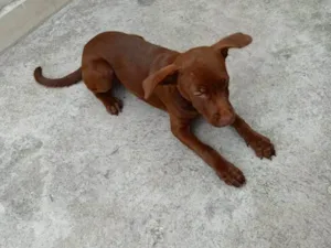 Cachorro raça SRD-ViraLata idade Abaixo de 2 meses nome Falar com Gabriela - Whats 11 96954-5840
