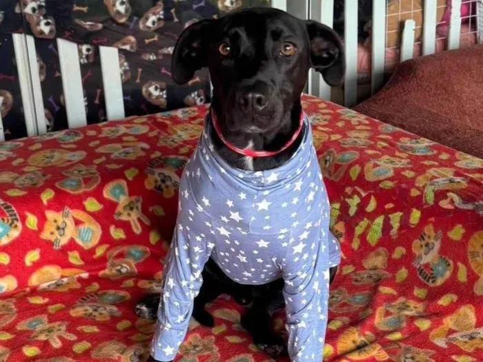 Cachorro raça SRD-ViraLata idade 6 ou mais anos nome Sebastian 