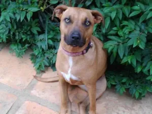 Cachorro raça Pit-Bull idade 3 anos nome Alexia