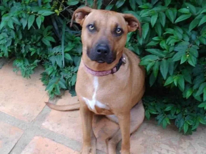 Cachorro raça Pit-Bull idade 3 anos nome Alexia