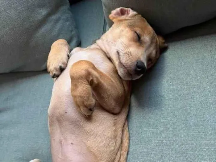 Cachorro raça SRD-ViraLata idade 2 a 6 meses nome Marquin