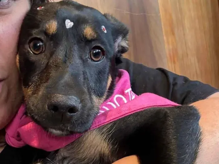 Cachorro raça SRD-ViraLata idade 7 a 11 meses nome Suri