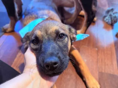 Cachorro raça SRD-ViraLata idade 2 a 6 meses nome Itan