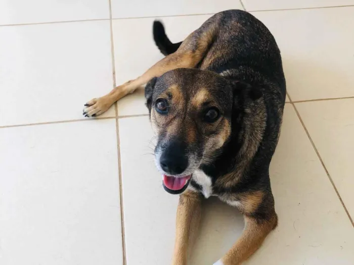Cachorro ra a SRD-ViraLata idade 3 anos nome Lua
