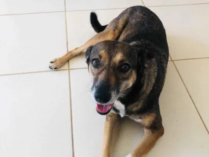 Cachorro raça SRD-ViraLata idade 3 anos nome Lua