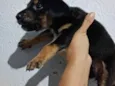 Cachorrinho