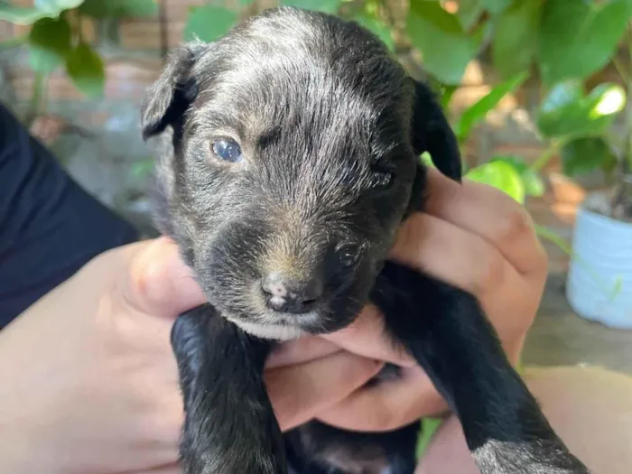 Cachorro ra a SRD-ViraLata idade Abaixo de 2 meses nome Não tem 