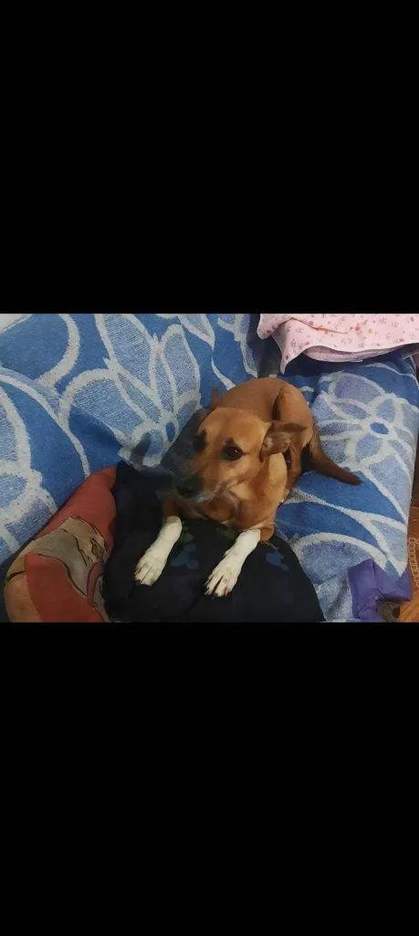 Cachorro ra a SRD-ViraLata idade 2 a 6 meses nome Falar com Caroline - Whats 11 91843-3992