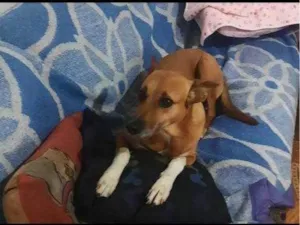 Cachorro raça SRD-ViraLata idade 2 a 6 meses nome Falar com Caroline - Whats 11 91843-3992