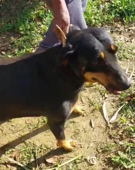 Cachorro ra a SRD-ViraLata idade 2 a 6 meses nome  Falar com Francisco - Whats 11 98896-8159
