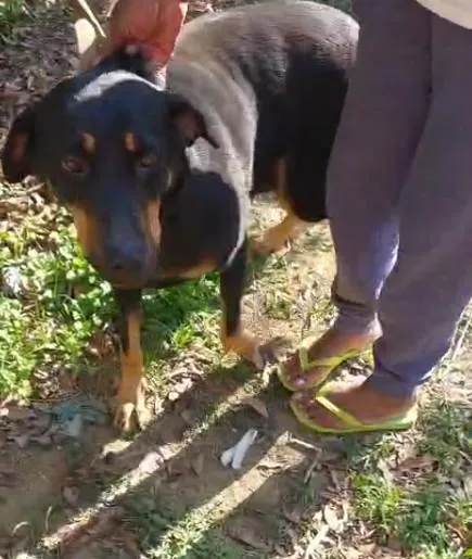Cachorro ra a SRD-ViraLata idade 2 a 6 meses nome  Falar com Francisco - Whats 11 98896-8159